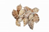 Scoici colorate pentru activitati crafts,3-4 cm,12 bucati set