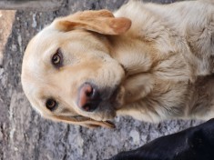 Labrador Retriever Auriu, Mascul Puiuti,schema vaccinare si deparazitare completa,carnet de sanatate,disponibil imediat
