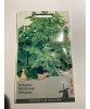 Seminte Oregano 0,25 g, Oem