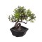 Ghiveci decorativ cu Bonsai artificial, 6.5x11 cm, ATU-087430