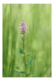 Tablou Canvas, "Floare solitară &icirc;n verde infinit", Floare, Mov, Delicată, Verdeață, Natură, Singurătate, Verticalitate, Simplitate, Fragilitate, Prosp