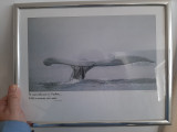 &quot;Whale&#039;s tail&quot; Tom Bean fotograf (1978, print)