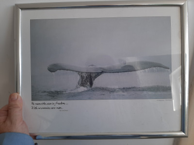 &amp;quot;Whale&amp;#039;s tail&amp;quot; Tom Bean fotograf (1978, print) foto