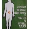 Aurelia Dascalescu - Afectiunile ureterului, vezicii urinare si prostatei pe intelesul tuturor (Editia: 2017)