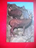 HOPCT 14881 CAPRA NEAGRA- RUPICAPRA / RUPICAPRA CARPATICA - -FAUNA - -NECIRCULATA
