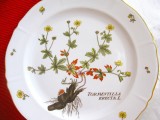 FARFURIE DECORATIVA PORTELAN LANGENTHAL ELVETIA DECOR BOTANICA - SCLIPETI ANUL 1946 26 CM