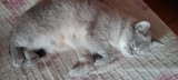 Vand Pisica Scotish si 4 pui de rasa, Friskies