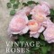 Vintage Roses: Beautiful Varieties for Home and Garden