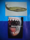 HOPCT LOT NR 450 RECHIN/BALENA-ANIMALE MARINE-FAUNA-2 CARTI POSTALE-NECIRCULATE, Circulata, Printata