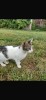Pisicuta spre adoptie