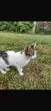 Pisicuta spre adoptie