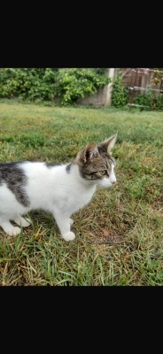 Pisicuta spre adoptie foto