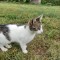 Pisicuta spre adoptie