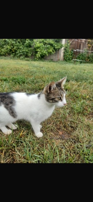 Pisicuta spre adoptie