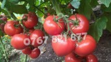 Rasad | Rasaduri de rosii / tomate ardei vinete castraveti etc 2025