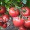 Rasad | Rasaduri de rosii / tomate ardei vinete castraveti etc 2025