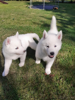 Husky Siberian , pui genetic pur, vaccinati la zi , foto