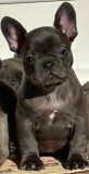 Bulldog francez blue