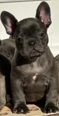 Bulldog francez blue foto