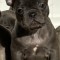 Bulldog francez blue