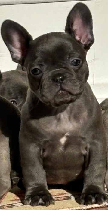Bulldog francez blue