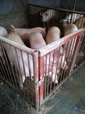 Vand porci 90-120kg Brasov foto