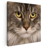 Tablou portret pisica Maine Coon Tablou canvas pe panza CU RAMA 80x80 cm