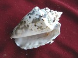 Cochilie melc (SCO)