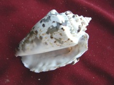 Cochilie melc (SCO)