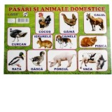 Plansa pasari si animale domestice A4