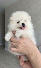 Pomeranian 2 baieti si o fetita disponibili