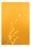 Tablou Canvas, "Răsăritul cald &icirc;n fire de iarbă", Auriu, Delicat, Simplu, Strălucitor, &Icirc;nc&acirc;ntător, Seren, Liniștitor, Elegant, 26 x 39 cm, CMCLASS