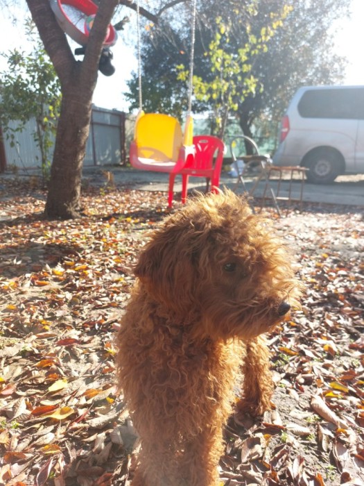 V&acirc;nd cățel Pudel de 7 luni