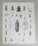 G Aikman &quot;Entomology&quot; gravura veche, Natura, Cerneala, Altul