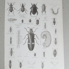 G Aikman "Entomology" gravura veche