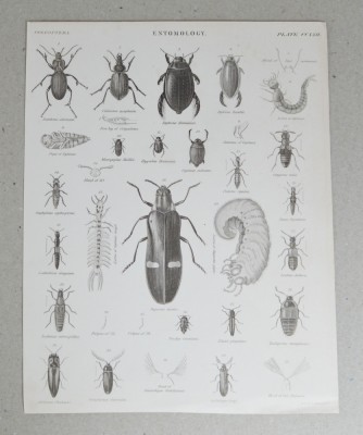 G Aikman &amp;quot;Entomology&amp;quot; gravura veche foto