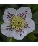 Planta Spanz, Helleborus Orientalis Anemone White Spotted, alb, ghiveci 10cm