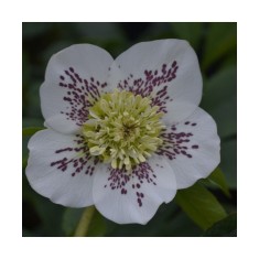 Planta Spanz, Helleborus Orientalis Anemone White Spotted, alb, ghiveci 10cm
