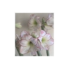 Amaryllis, Hippeastrum Picasso&reg;, Alb/Roz, 24/26,1 bulb