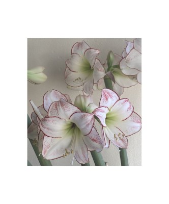 Amaryllis, Hippeastrum Picasso&amp;reg;, Alb/Roz, 24/26,1 bulb foto
