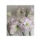 Amaryllis, Hippeastrum Picasso&reg;, Alb/Roz, 24/26,1 bulb