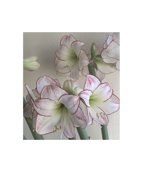 Amaryllis, Hippeastrum Picasso&reg;, Alb/Roz, 24/26,1 bulb