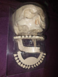 CRANIU UMAN Didacti,Craniu uman artificial,mulaj anatomie medicina DENTARA/STOMA