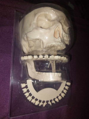 CRANIU UMAN Didacti,Craniu uman artificial,mulaj anatomie medicina DENTARA/STOMA foto