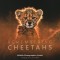 Remembering Cheetahs