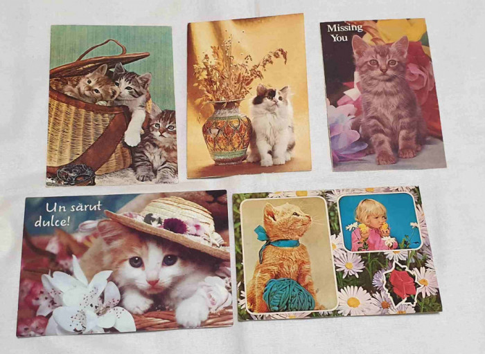 Pisici - Carte Postala veche - Lot x 5 bucati