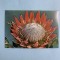Calendar 1980 editura Ceres