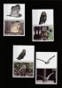 Tonga 2012-Fauna,Bufnite,serie (prima parte) 4 val.cu vignete,MNH,Mi.1793-1796, Nestampilat