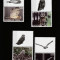 Tonga 2012-Fauna,Bufnite,serie (prima parte) 4 val.cu vignete,MNH,Mi.1793-1796