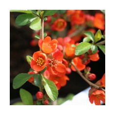 Planta Gutui japonez pitic, Chaenomeles japonica Sargentii P9, ghiveci 9cm